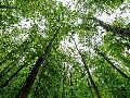 Rheinland-Pfalz: Spitzenreiter bei Waldfl�che pro Kopf