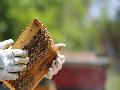 Diebstahl von Bienenstcken in Leubsdorf - Tter mit Imkerkenntnissen gesucht