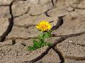 Dauerhafte Trockenheit in Deutschland: Natur und Landwirtschaft stark betroffen