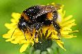 NABU-Insektensommer: Zhl mal, wer da summt - in die Welt der Insekten eintauchen
