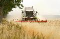 Herausfordernde Ernte 2026: Landwirte in Rheinland-Pfalz unter Druck