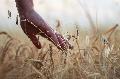Gro�es Erntefest: Entdecken Sie die solidarische Landwirtschaft Wisserland