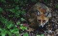 Ungewhnlicher Polizeieinsatz: Jungfuchs verlief sich in Kche eines Bad Hnningers
