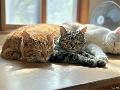 Alles ber die optimale Absicherung fr Ihre Katzen