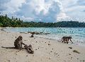 Gibbons, Stinkfrucht und Bambuskochen im Dschungel: So aufregend ist Thailand mit Kindern