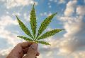 Mein erster Sommer mit Cannabis im Hausgarten: ein Erfahrungsbericht