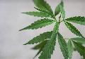 Alternative Schmerztherapie: Cannabis als natrliche Option