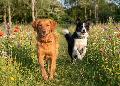 Moderne Hundehaltung und ihre Herausforderungen