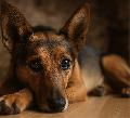 Barf Gemse: Wichtiger Bestandteil des Hundefutters