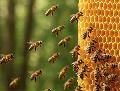 Honig ernten und verarbeiten - so gelingt der Einstieg als Hobbyimker