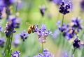 Rettet die Bienen: So einfach wird Ihr Garten zum Paradies f�r Best�uber