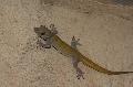 Geckos – Wahre Kletterkünstler