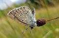 Der Helle Wiesenknopf-Ameisenbluling im Westerwald