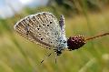 Der Helle Wiesenknopf-Ameisenbluling im Westerwald