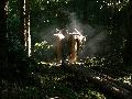 Wild- und Jagdfest in Atzelgift und Streithausen: Ein Erlebnis fr die ganze Familie