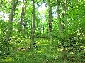 Seniorenakademie Horhausen stellt den Wald in den Mittelpunkt