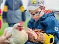 Flurhof Fischer und "Wller Helfen" grnden die "Patenhuhn+ Patenschaft" 