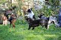 Dringend gesucht: Pflegestellen f�r Hunde im Siebengebirge