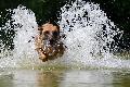 Hundeschwimmen am 3. September im Freibad Urbach