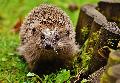 Familiennachmittag rund um den Igel in Neuhusel