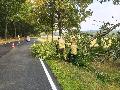Windiges Chaos in der Verbandsgemeinde Betzdorf-Gebhardshain: Feuerwehr beseitigt umgest�rzte B�ume