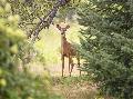 Jagdwilderei in Scheuerfeld  abgeschlagene Auenspiegel in Betzdorf 
