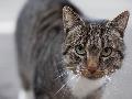 Freirachdorf: Tierquler misshandelt Katzen