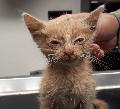 Tierquälerei: Verwahrloste Katzen im Karton gefunden 