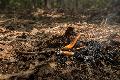 Waldbrandgefahr in Rheinland-Pfalz steigt deutlich an