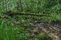 Bachexkursion f�r Kinder in Neuh�usel