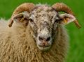 Schafschurfest in Niederfischbach: Tradition und Natur hautnah erleben