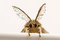 Motten und K�fer in der K�che: So bleiben Vorr�te gesch�tzt