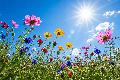 Sonniges Wochenende erwartet: Temperaturen steigen in Rheinland-Pfalz
