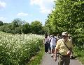 Wildkruterwanderung im Wller Land am 3. Juli 
