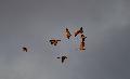 Kraniche - Die „Vögel des Glücks“ ziehen über den Westerwald