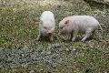 Minischweine auf großer Reise