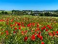 Rotes Bltenmeer: Mohnblumen bei Hilgenroth