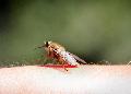 Stechmcken bertragen West-Nil-Virus jetzt auch in Rheinland-Pfalz