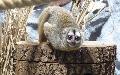 Tierisch Vorfreude schenken - Die Wunschliste des Zoo Neuwied