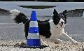 Die hohe Schule des Hundesports: Obedience-Europameisterschaft im Kreis