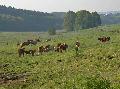 Naturschutzinitiative gegen Umgehungen Kircheib, Weyerbusch und Helmenzen
