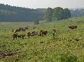 Naturschutzinitiative gegen Umgehungen Kircheib, Weyerbusch und Helmenzen
