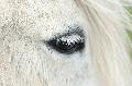 UPDATE: Entwendetes weißes Pony in St. Katharinen gefunden