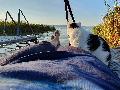 Urlaub machen und Tieren helfen  Balaton24 startet Tierschutzaktion am Balaton