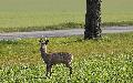 Friesenhagen: Motorradfahrer nach Unfall mit Rehwild schwer verletzt