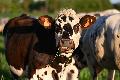 Kontroverse um PETA-Auszeichnung: BWV hebt regionale Landwirtschaft hervor