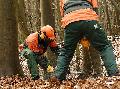 Sperrung zwischen Mörlen und Kirburg wegen Baumfällarbeiten
