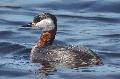 Schwarz- und Rothalstaucher balzen wieder am Dreifelder Weiher