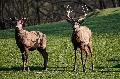 Am 1. Mai: kostenlose Selbsttests am Wild-Freizeitpark-Westerwald