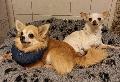 "Notfellchen": Die Chihuahuas Rubi und Rufus sehnen sich nach Liebe